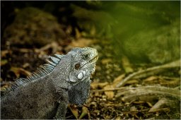 _dsc2898 1920
